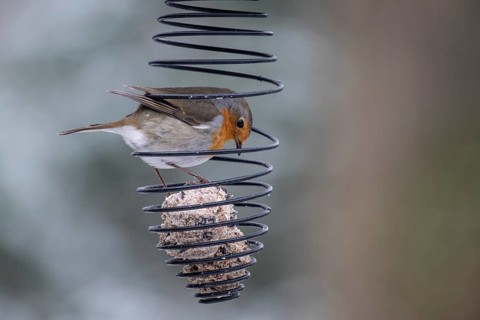European robin (Erithacus rubecula) at the tit dumpling, Emsland, Lower Saxony, Germany