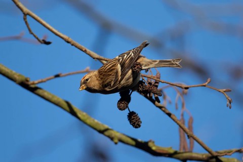 Redpoll (Acanthis flammea) adult bird in an Alder tree in winter, England, United Kingdom