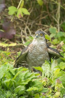 Eurasian sparrowhawk (Accipiter nisus) adult male bird of prey mantling on a small bird its caught