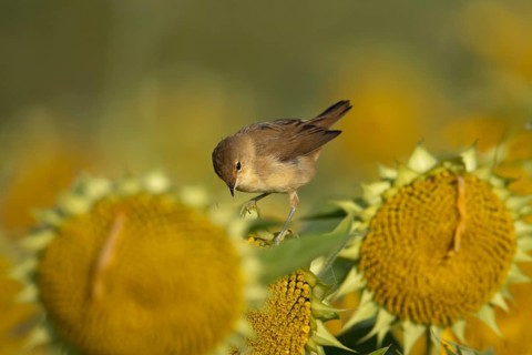 Reed warbler (Acrocephalus scirpaceus) adult bird on sunflower plant seedheads in autumn, RSPB