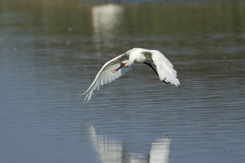 Eurasian spoonbill (Platalea leucorodia) adult bird flying low over water, RSPB Frampton marsh