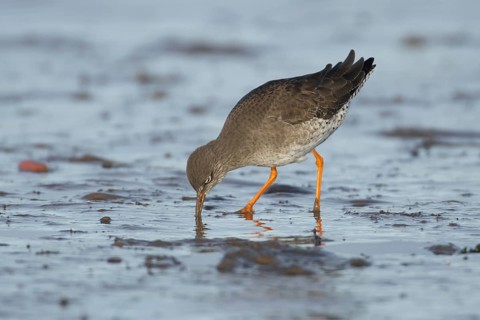 Common redshank (Tringa totanus) adult wader bird feeding on a mudflat in winter, England, United