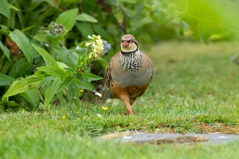 Red legged or French partridge (Alectoris rufa) adult game bird in a garden in summer, England,