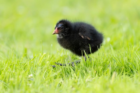 Moorhen (Gallinula chloropus) juvenile baby bird walking on a grass lawn in summer, England, United