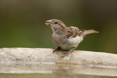 House sparrow (Passer domesticus) adult female garden bird drinking water from a bird bath in