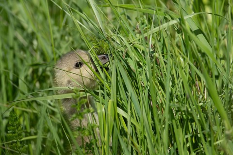 Greylag goose (Anser anser) juvenile baby gosling feeding in grassland in summer, England, United