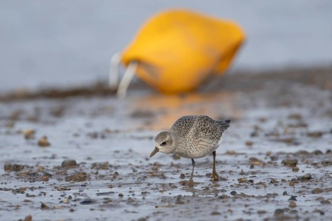 Grey plover (Pluvialis squatarola) adult wader bird on a mudflat in winter, England, United Kingdom