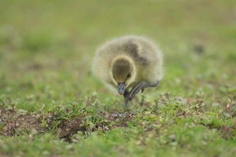 Greylag goose (Anser anser) juvenile baby gosling walking on grassland in summer, England, United