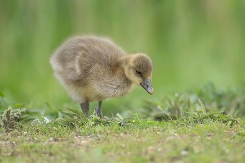 Greylag goose (Anser anser) juvenile baby gosling on grassland in summer, England, United Kingdom