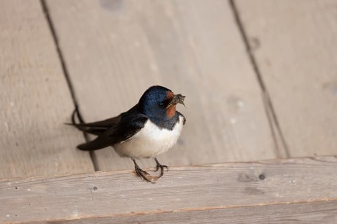 Barn swallow (Hirundo rustica) adult bird with nest material in its beak in summer, England, United