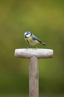 Blue tit (Cyanistes caeruleus) adult garden bird on a fork handle in autumn, England, United