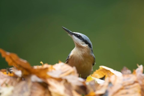 Eurasian nuthatch (Sitta europaea) adult bird searching for food in a woodland in autumn, Wales,