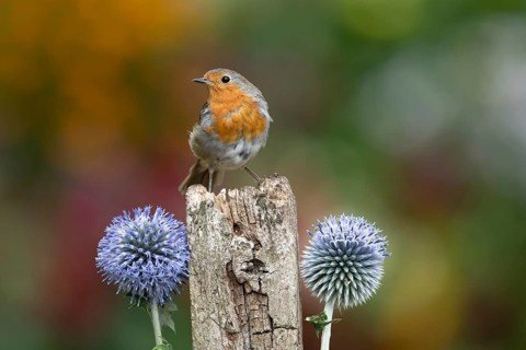 European robin (Erithacus rubecula) adult garden bird on a wooden post in summer, England, United