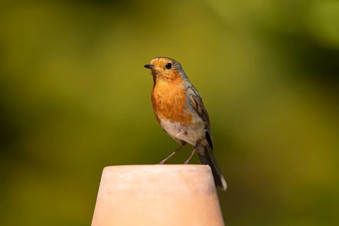 European robin (Erithacus rubecula) adult garden bird on a plant pot, England, United Kingdom