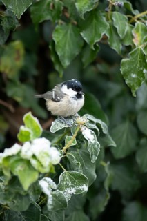 Coal tit (Periparus ater) adult garden bird in a frosted covered Ivy tree in winter, England,