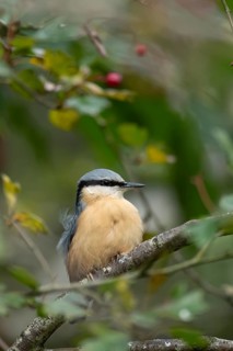 Eurasian nuthatch (Sitta europaea) adult bird on a tree branch in a woodland in autumn, Wales,