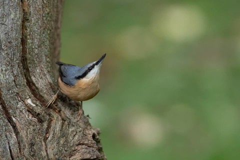 Eurasian nuthatch (Sitta europaea) adult bird on a tree trunk in a woodland in autumn, Wales,