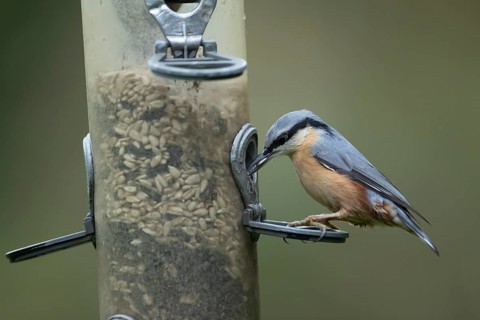 Eurasian nuthatch (Sitta europaea) adult bird feeding on sunflower seeds from a garden bird feeder