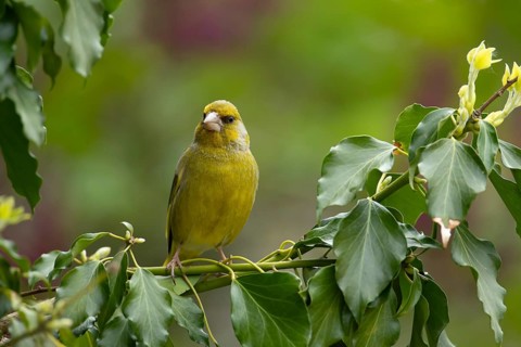 Greenfinch (Chloris chloris) adult male garden bird in an Ivy tree in summer, England, United