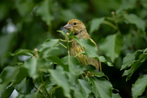 Greenfinch (Chloris chloris) adult garden bird in an Ivy tree in summer, England, United Kingdom