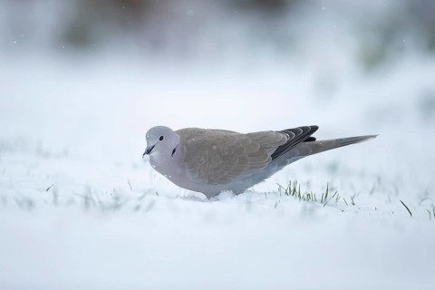 Collared dove (Streptopelia decaocto) adult garden bird on snow in winter, England, United Kingdom