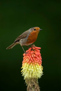 European robin (Erithacus rubecula) adult garden bird on a Red hot poker flower in summer, England,