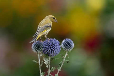 Greenfinch (Chloris chloris) adult garden bird on Globe thistle flowers in summer, England, United