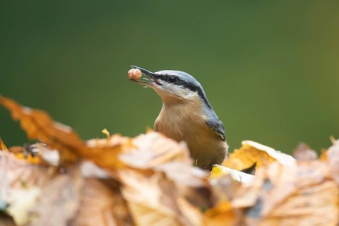 Eurasian nuthatch (Sitta europaea) adult bird with a nut in its beak for food in a woodland in
