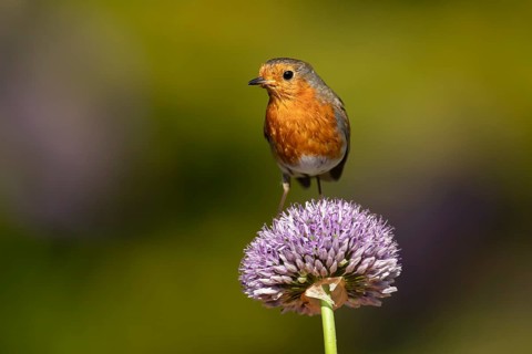 European robin (Erithacus rubecula) adult garden bird on an Allium flower in summer, England,