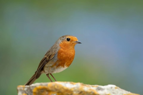 European robin (Erithacus rubecula) adult garden bird on a rock, England, United Kingdom