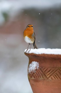European robin (Erithacus rubecula) adult garden bird on a snow coverd plant pot in winter,