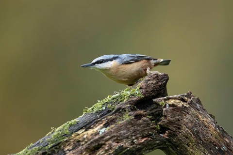 Eurasian nuthatch (Sitta europaea) adult bird on a tree branch in a woodland in autumn, Wales,