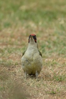 Green woodpecker (Picus viridis) adult bird on a garden grass lawn in summer, England, United