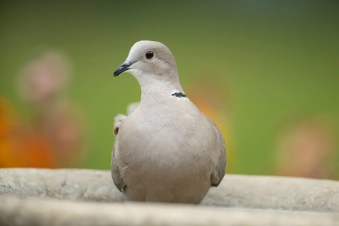 Collared dove (Streptopelia decaocto) adult garden bird in a bird bath in spring, England, United