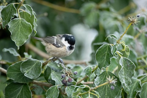 Coal tit (Periparus ater) adult garden bird in a frosted covered Ivy tree in winter, England,