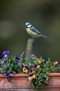 Blue tit (Cyanistes caeruleus) adult garden bird on a fork handle in a plant tub with Pansy or