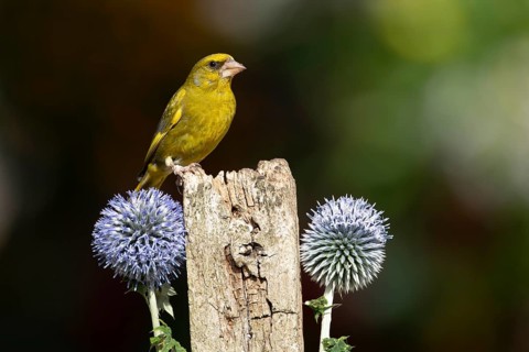 Greenfinch (Chloris chloris) adult male garden bird on a wooden post in summer, England, United