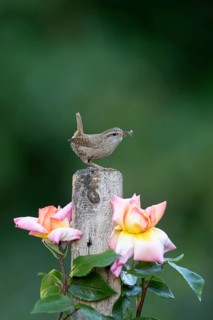 Eurasian wren (Troglodytes troglodytes) adult bird on a garden fence post with food in its beak in