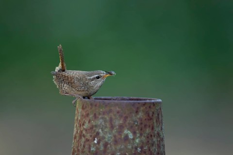 Eurasian wren (Troglodytes troglodytes) adult bird on a piece of metal in a garden with food in its