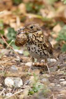 Song thrush (Turdus philomelos) adult garden bird with a snail in its beak for food, England,