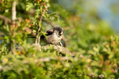 Long tailed tit (Aegithalos caudatus) adult garden bird sleeping on a tree branch in summer,
