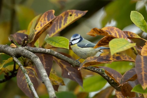 Blue tit (Cyanistes caeruleus) adult garden bird on a Magnolia tree branch amongst autumn colour