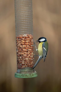Great tit (Parus major) adult garden bird feeding on a peanut bird feeder, England, United Kingdom