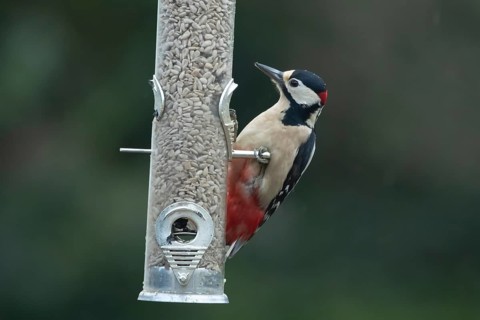 Great spotted woodpecker (Dendrocopos major) adult bird feeding on sunflower hearts seeds from a