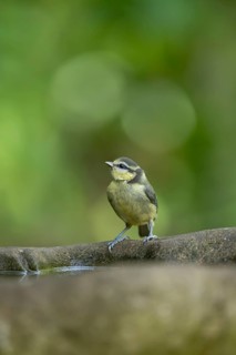 Blue tit (Cyanistes caeruleus) juvenile baby fledgling garden bird on a bird bath in summer,