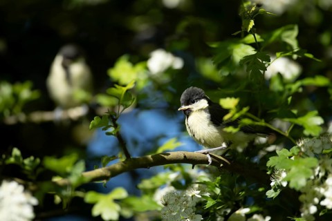 Great tit (Parus major) juvenile baby fledgling garden bird in a tree in summer, England, United