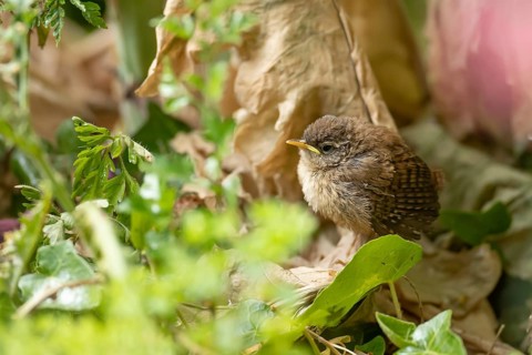 Eurasian wren (Troglodytes troglodytes) juvenile baby bird fledgling in a garden in summer,