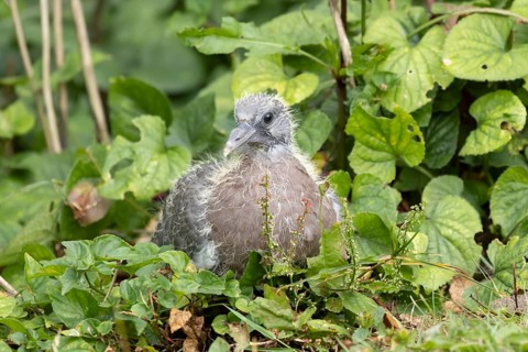 Wood pigeon (Columba palumbus) juvenile baby squab bird in a garden in summer, England, United