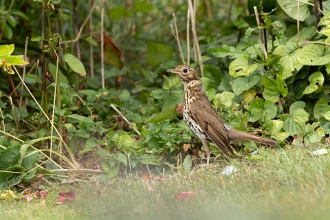 Song thrush (Turdus philomelos) adult garden bird in a flower border in summer, England, United
