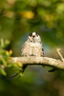 Long tailed tit (Aegithalos caudatus) adult garden bird on a tree branch in summer, England, United